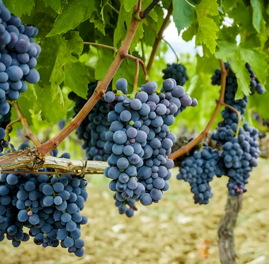 Picture of Black grapes all season Seeds - 20pcs