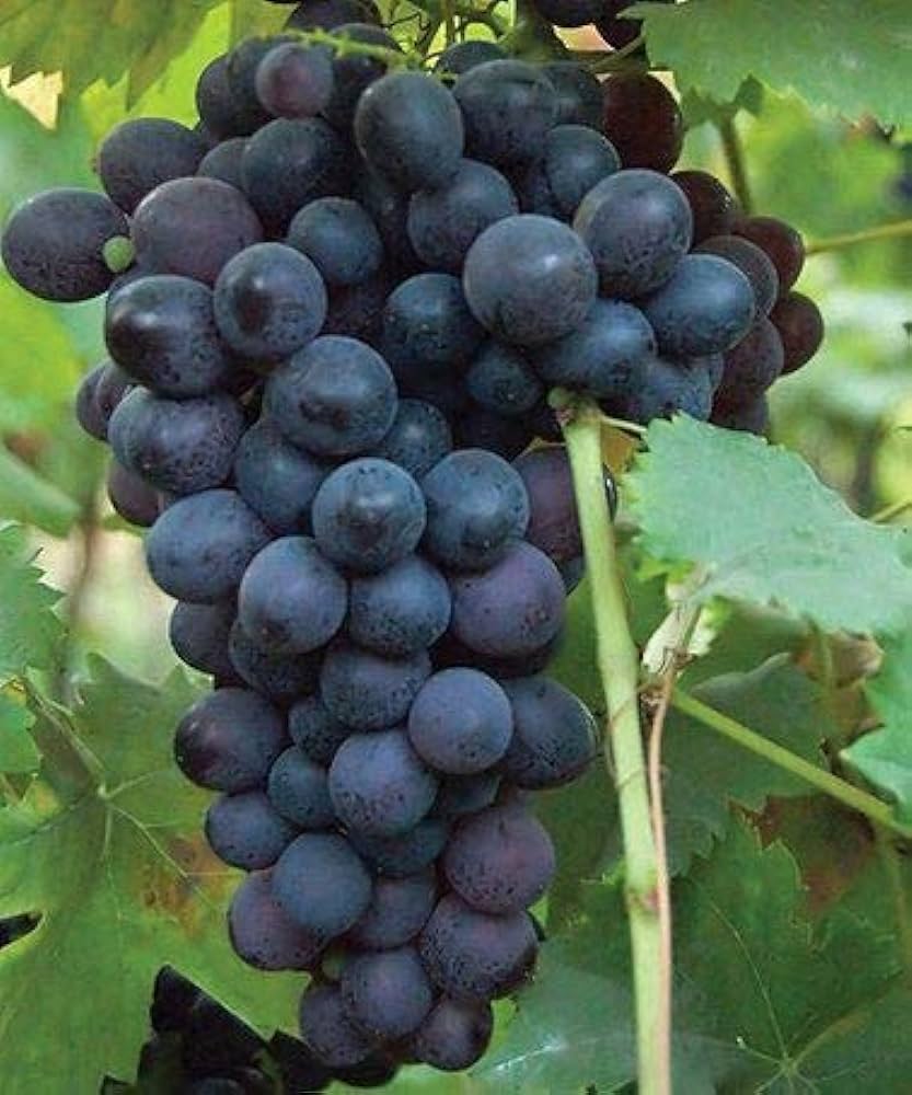 Picture of Black grapes all season Seeds - 20pcs