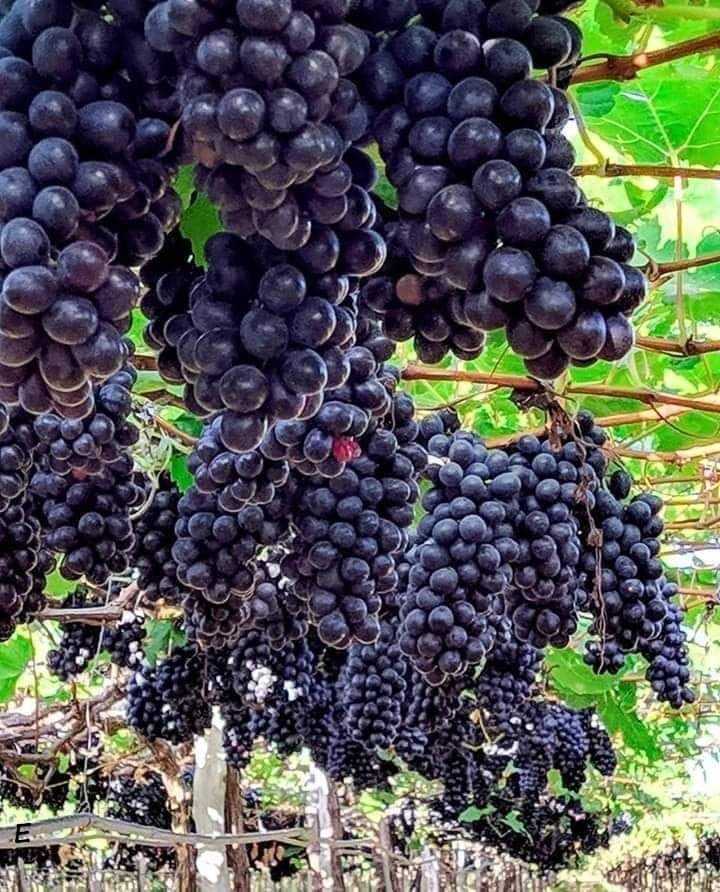 Picture of Black grapes all season Seeds - 20pcs