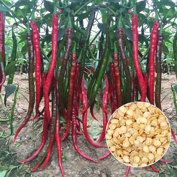 Picture of 30+ Pcs Organic Hybrid Long Long Spaicy Red Chili Seeds