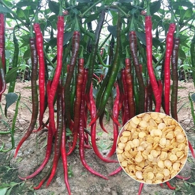 Picture of 30+ Pcs Organic Hybrid Long Long Spaicy Red Chili Seeds