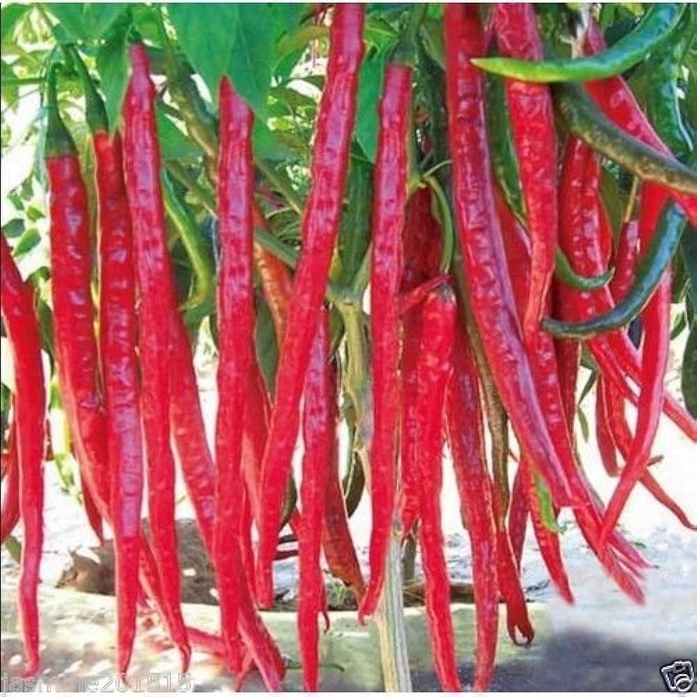 Picture of 30+ Pcs Organic Hybrid Long Long Spaicy Red Chili Seeds