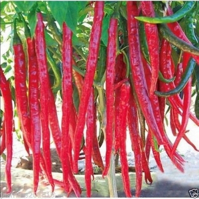 Picture of 30+ Pcs Organic Hybrid Long Long Spaicy Red Chili Seeds