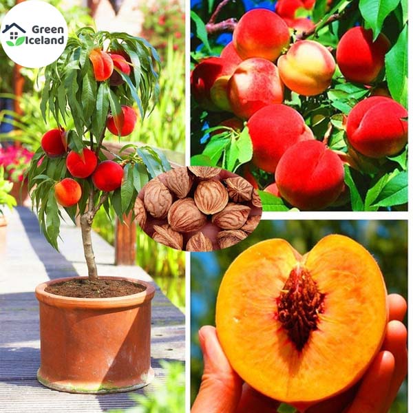 Picture of Global Peach Tree Seeds - 03 Pcs SeedS