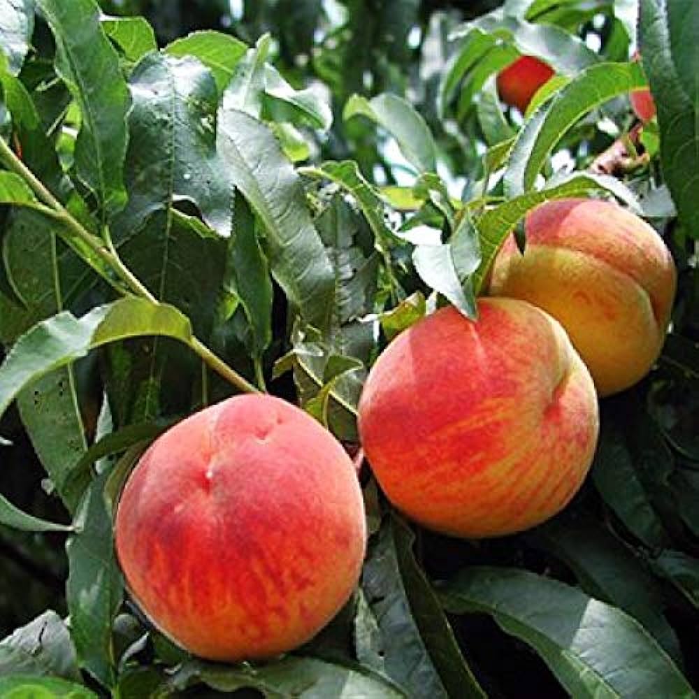 Picture of Global Peach Tree Seeds - 03 Pcs SeedS
