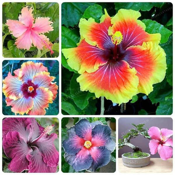 Picture of Imported authentic Mixed Hibiscus/Joba Flower Seeds -10 pcs