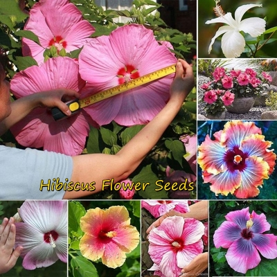 Picture of Imported authentic Mixed Hibiscus/Joba Flower Seeds -10 pcs