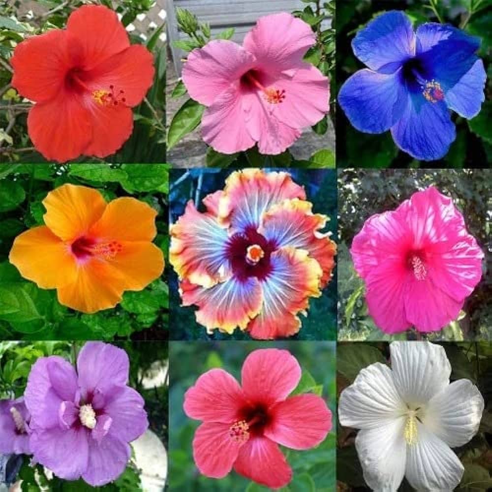 Picture of Imported authentic Mixed Hibiscus/Joba Flower Seeds -10 pcs
