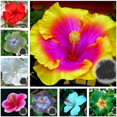 Picture of Imported authentic Mixed Hibiscus/Joba Flower Seeds -10 pcs