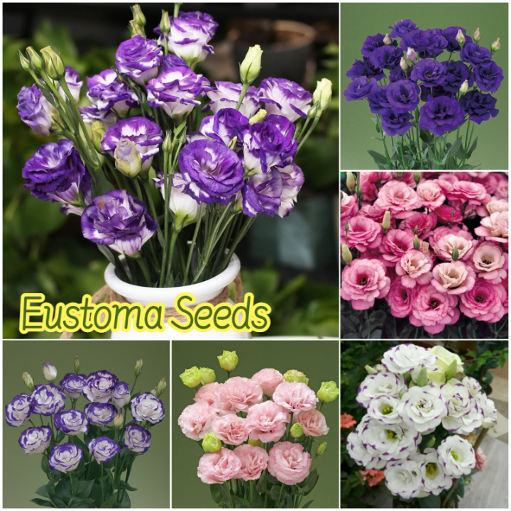 Picture of Bonsai Mix Dwarf Eustoma Flower  Seeds - 20pcs
