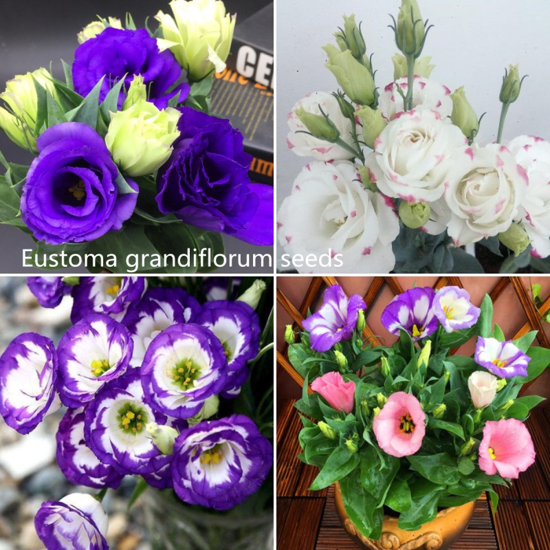 Picture of Bonsai Mix Dwarf Eustoma Flower  Seeds - 20pcs