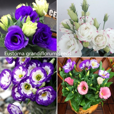 Picture of Bonsai Mix Dwarf Eustoma Flower  Seeds - 20pcs