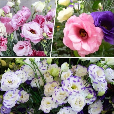 Picture of Bonsai Mix Dwarf Eustoma Flower  Seeds - 20pcs