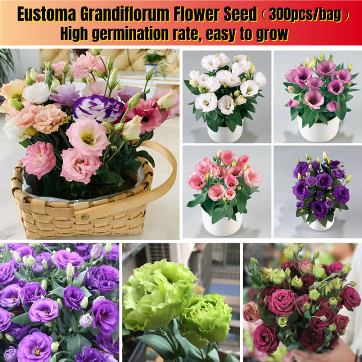 Picture of Bonsai Mix Dwarf Eustoma Flower  Seeds - 20pcs