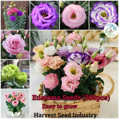 Picture of Bonsai Mix Dwarf Eustoma Flower  Seeds - 20pcs