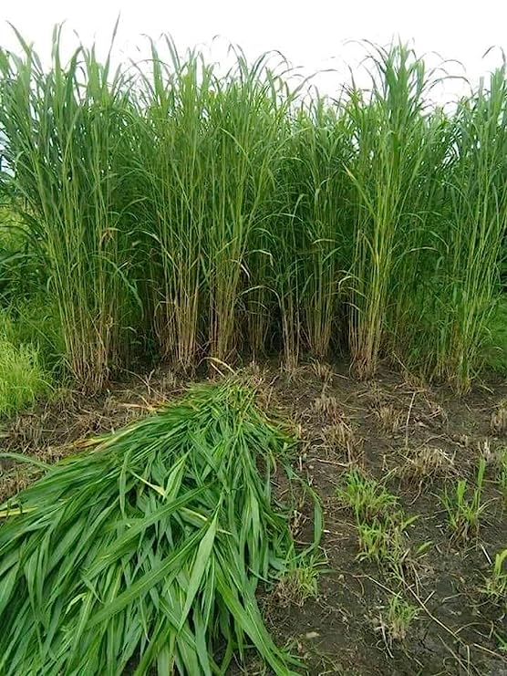 Picture of Hybrid Napier Grass  Seeds (100+ Seeds)