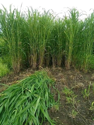 Picture of Hybrid Napier Grass  Seeds (100+ Seeds)