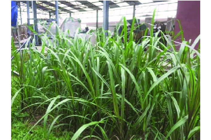 Picture of Hybrid Napier Grass  Seeds (100+ Seeds)