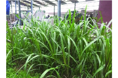 Picture of Hybrid Napier Grass  Seeds (100+ Seeds)