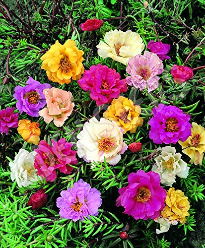 Picture of All Season Double Petal Portulaca Flower 50 pcs Seeds