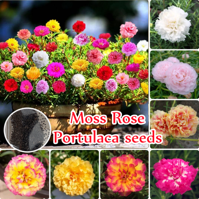 Picture of All Season Double Petal Portulaca Flower 50 pcs Seeds