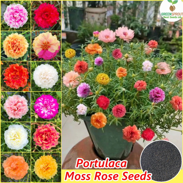 Picture of All Season Double Petal Portulaca Flower 50 pcs Seeds