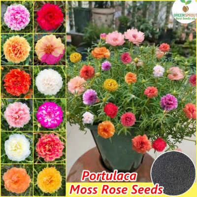 Picture of All Season Double Petal Portulaca Flower 50 pcs Seeds