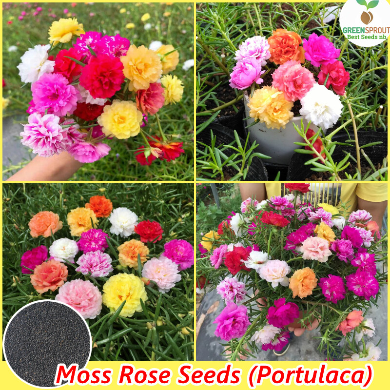 Picture of All Season Double Petal Portulaca Flower 50 pcs Seeds