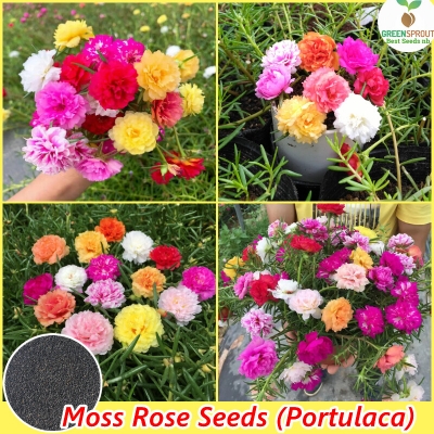 Picture of All Season Double Petal Portulaca Flower 50 pcs Seeds