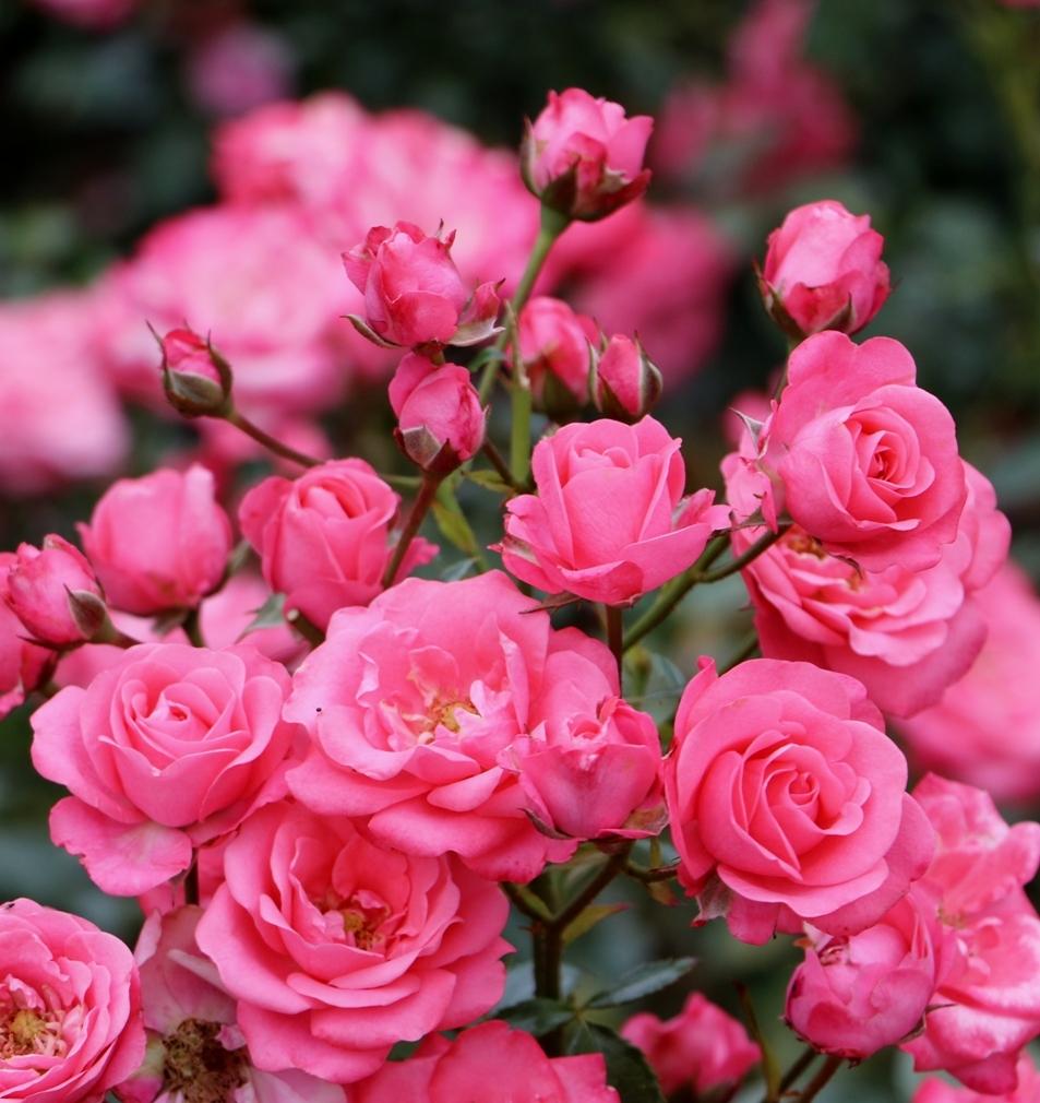 Picture of Global Rare Mary Colorful Rose Flower Tree Seeds - 30+ Seeds