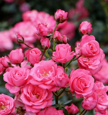 Picture of Global Rare Mary Colorful Rose Flower Tree Seeds - 30+ Seeds