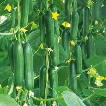 Picture of Ring Excellent Dry Vegetable Bonsais Cucumber Bonsais 20 Pcs seeds