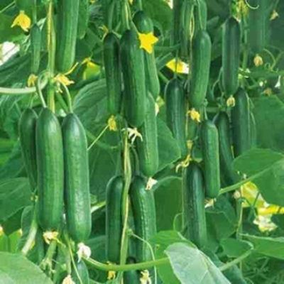 Picture of Ring Excellent Dry Vegetable Bonsais Cucumber Bonsais 20 Pcs seeds