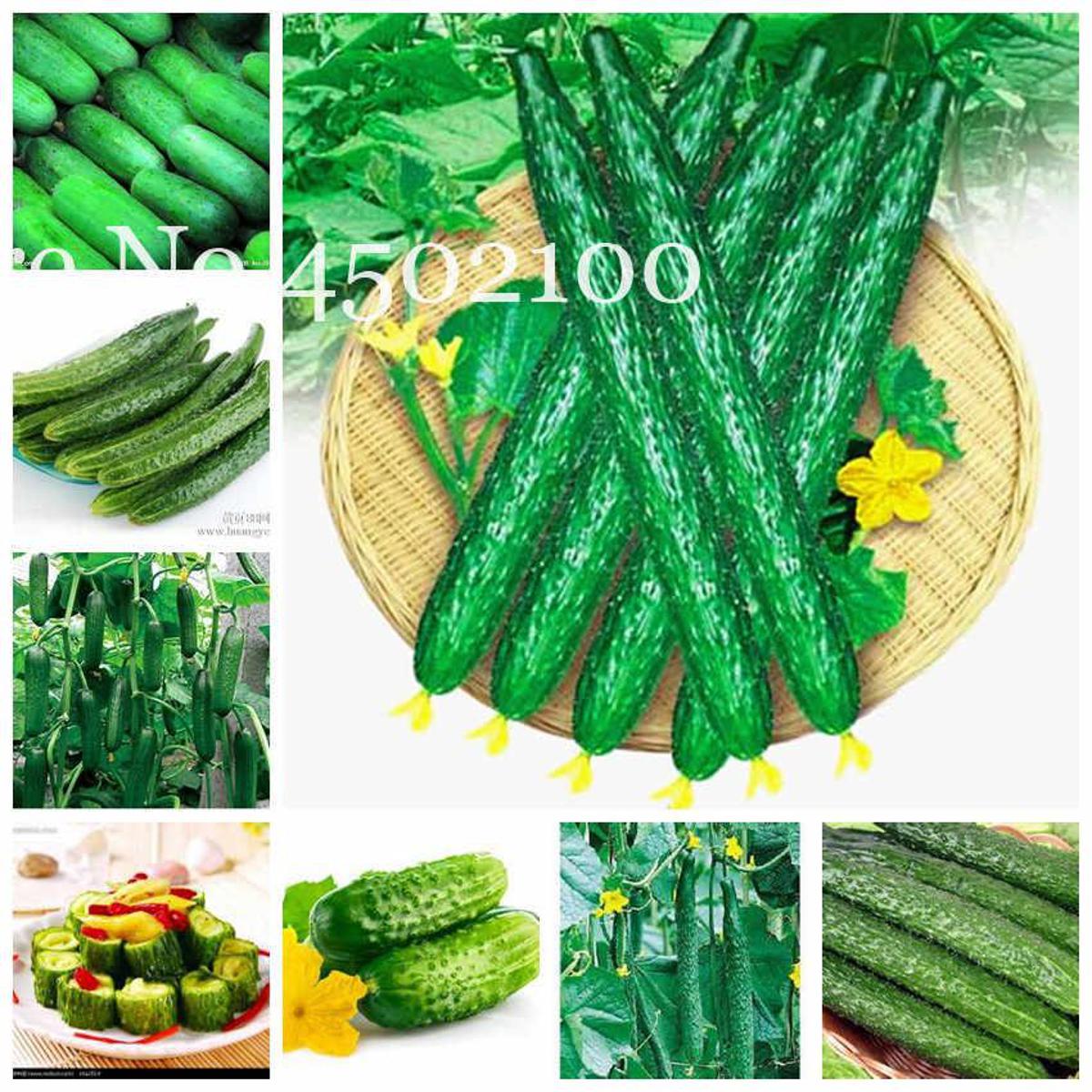 Picture of Ring Excellent Dry Vegetable Bonsais Cucumber Bonsais 20 Pcs seeds