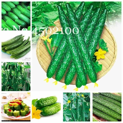 Picture of Ring Excellent Dry Vegetable Bonsais Cucumber Bonsais 20 Pcs seeds