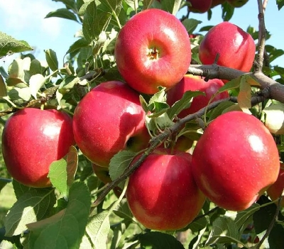 Picture of All Season Global Apple Tree Seeds -15Pcs Seeds
