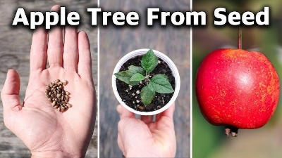 Picture of All Season Global Apple Tree Seeds -15Pcs Seeds