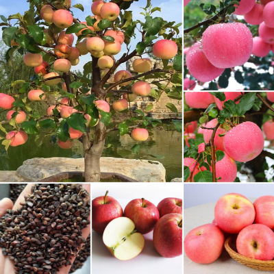 Picture of All Season Global Apple Tree Seeds -15Pcs Seeds