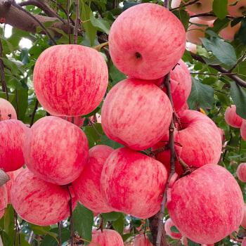 Picture of All Season Global Apple Tree Seeds -15Pcs Seeds