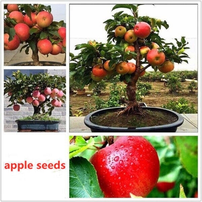 Picture of All Season Global Apple Tree Seeds -15Pcs Seeds