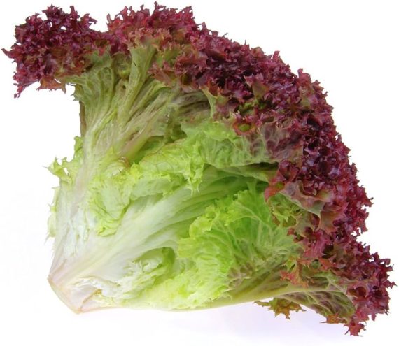 High Germination Red Lettuce Seeds