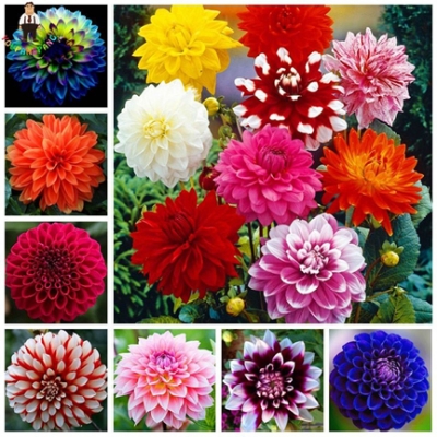 Original Mixed Dahlia Flower Seeds