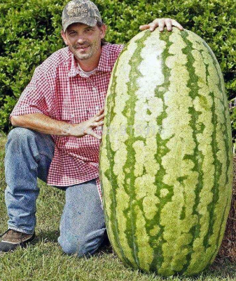 Giant  Winter Melon Seeds 5pcs