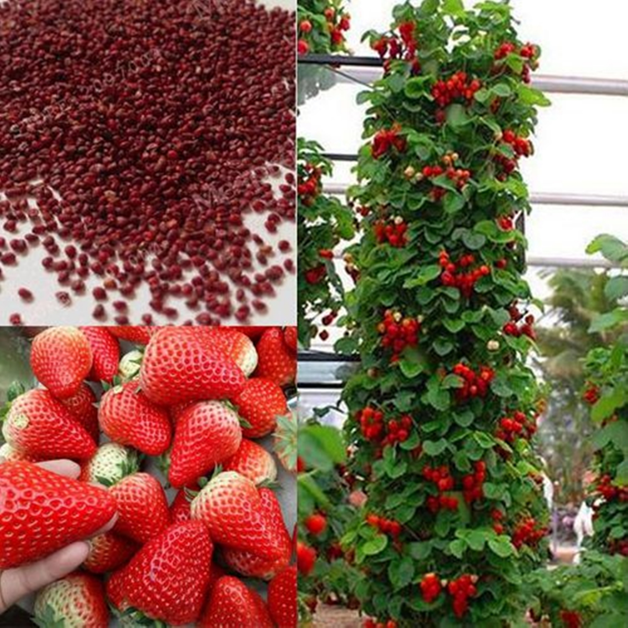 Picture of Red Strawberry Imported Global Seeds