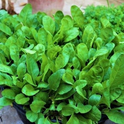 Picture of Hybrid Palong Shak Seeds 2gm Re-Pack