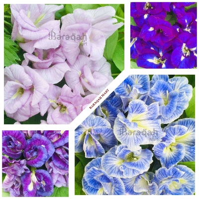 Picture of 4 Color Mix Exclusive Oporajita Flower Seeds 5 Pcs