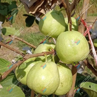 Picture of Organic Rice Husk (Dhaner Khosa) Half kg For Plant