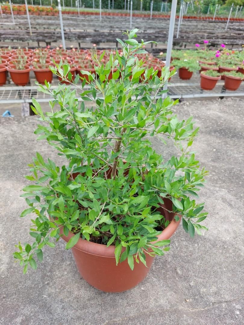 Picture of Mehedi patar seed 50 pice