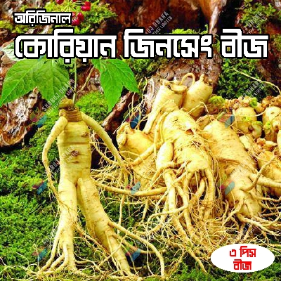 Picture of Original Korean Ginseng 3 pcs Chinese Hardy Panax Ginseng Korea Bonsai King Herbs High-nutrition Vegetable Seeds