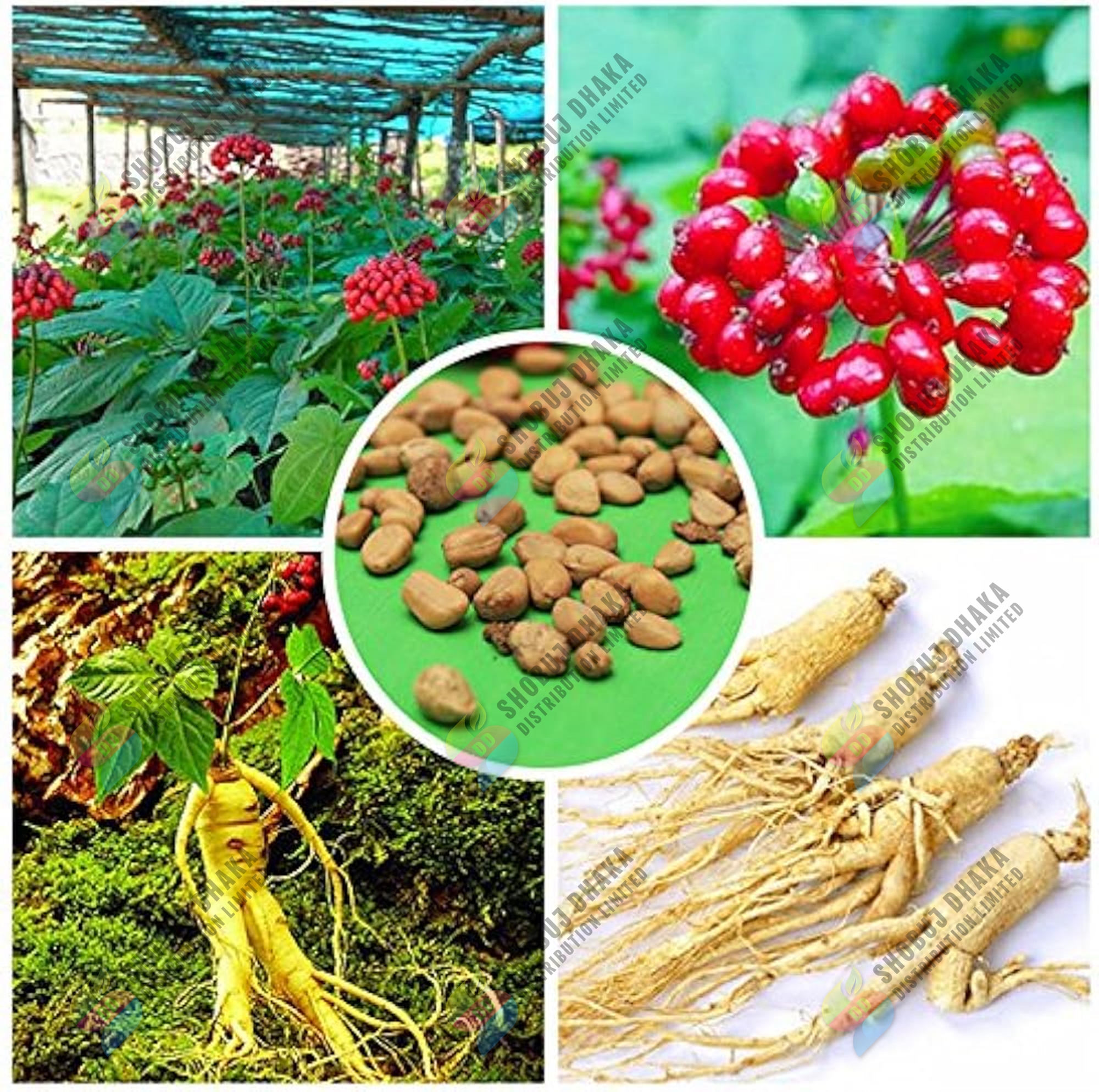 Picture of Original Korean Ginseng 3 pcs Chinese Hardy Panax Ginseng Korea Bonsai King Herbs High-nutrition Vegetable Seeds